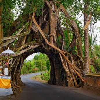 8 Pohon Yang Dianggap Keramat Serta Angker di Bali, Pernah Liat?