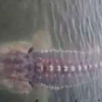 Viral Video Kemunculan Ikan Raksasa di Ranu Pakis Lumajang, Tanda Akhir Zaman?