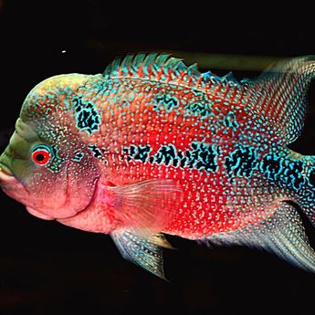 7 Jenis Ikan yang Cocok Dipelihara di Rumah Berdasarkan Feng Shui  