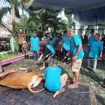 Melalui Arisan Hewan Kurban, Masjid Al Huda Sungailiat Sembelih 3 Sapi dan 4 Kambing