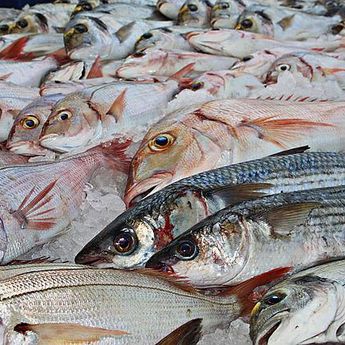 Jenis Ikan yang Tidak Boleh Dikonsumsi,Awas Bisa Sebabkan Kanker Otak