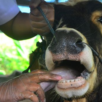 Berita Hari Ini: Vaksin Hewan Ternak di Kota Bandung Masih Berlanjut