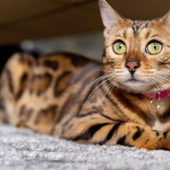 Ini Jenis Kucing yang Cocok untuk Masing-masing Zodiak