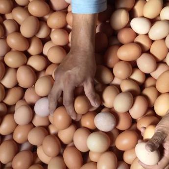 Harga Telur Ayam di Sragen Turun, Capai Rp 27.500/Kg