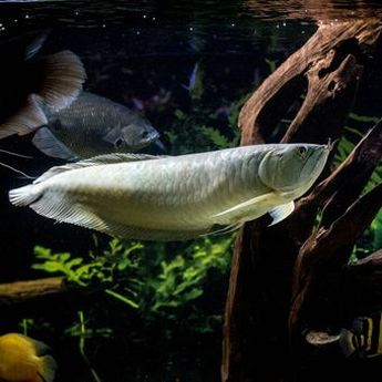10 Ikan Hias Pembawa Keberuntungan Berdasarkan Feng Shui, Simbol Kekayaan  