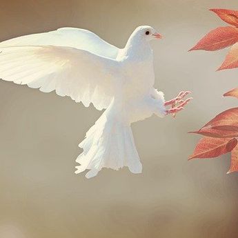 7 Arti Mimpi Burung Merpati, Konon Pertanda Sebuah Kebaikan yang Suci