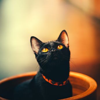 5 Fakta Tentang Kucing Hitam, Bukan Bawa Sial Malah Dipercaya Bawa Keberuntungan!