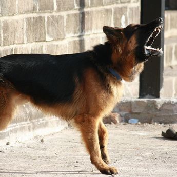 Ternyata Ini 6 Alasan Anjing Melolong: Bukan karena Melihat Hantu