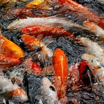 Mengapa Gambar Ikan Koi Banyak Dipakai dalam Feng Shui? 