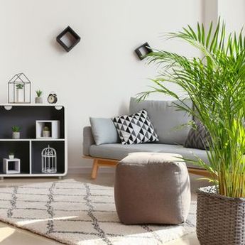Jenis Tanaman yang Sesuai dengan Ruangan Berdasarkan Feng Shui  