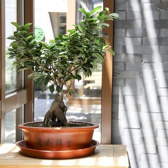 Mengenal Sejarah Tanaman Bonsai serta Filosofinya  