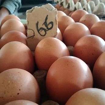 Pemerintah Mau Tanggung Ongkos Kirim Telur ke Luar Jawa