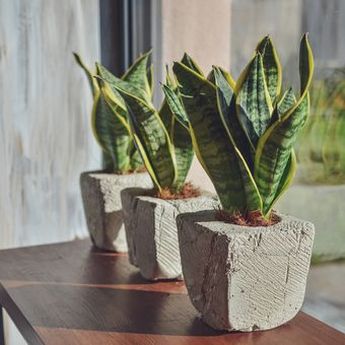 5 Cara Meletakkan Tanaman Hias di Rumah Berdasarkan Feng Shui  