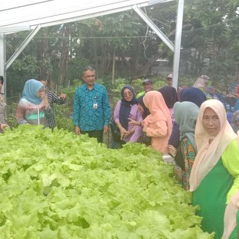 KWT Belinjo Bukit Merapin Binaan CSR Bank Indonesia Babel berhasil Panen sayur hidroponik 