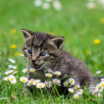 4 Cara Merawat Anak Kucing Tanpa Induk, Penting untuk Diperhatikan!