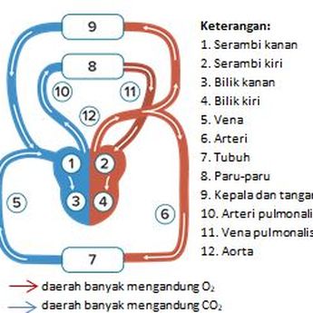 Berita Komponen Darah Dan Fungsinya Terbaru Hari Ini