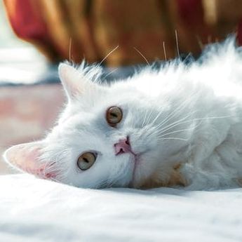 Bisa Membawa Keberuntungan, Ini 5 Fakta Menarik tentang Kucing Putih