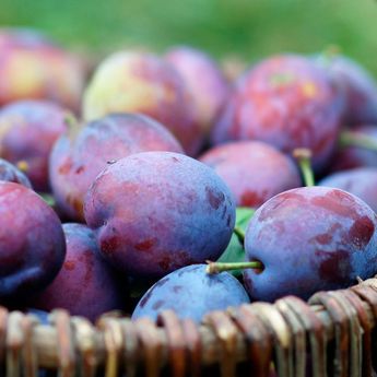 11 Manfaat Buah Plum untuk Kesehatan Tubuh, Menghancurkan Sel Kanker