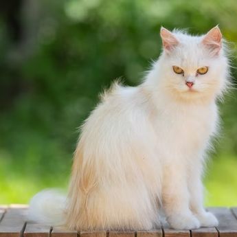 Arti Mimpi Tentang Kucing Putih yang Perlu Diketahui, Pembawa Kabar?