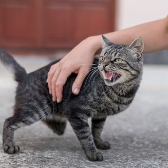 Fakta Unik Mengenai Lidah Kucing yang Jarang Diketahui Orang Awam