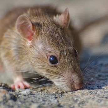 Arti Mimpi Digigit Tikus, Pertanda Baik ataukah Buruk ?