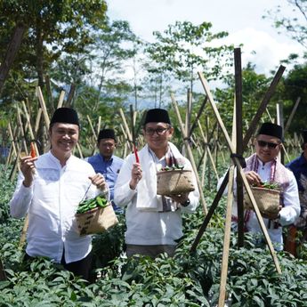 Pangsi Bertajuk 'Sukabumi Project' Panen Raya Cabai 
