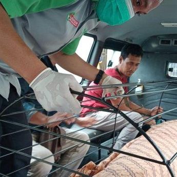 Polisi Masih Dalami Hilangnya Organ Tubuh Hafiza yang Jasadnya Ditemukan di Perkebunan Sawit Babar
