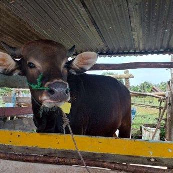 Pemasok Sapi Potong Memastikan Stok Sapi Jelang Lebaran Idul Fitri Aman, Kini Tersedia 800 Ekor    