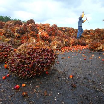 Per 1 Mei DMO Minyak Goreng Jadi 300.000 Per Bulan