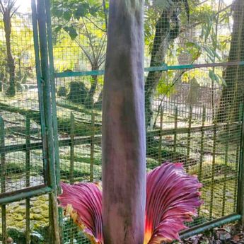 Amorphophallus Titanum Bunga Bangkai Mekar Sempurna di Kebun Raya Cibodas,  Cianjur
