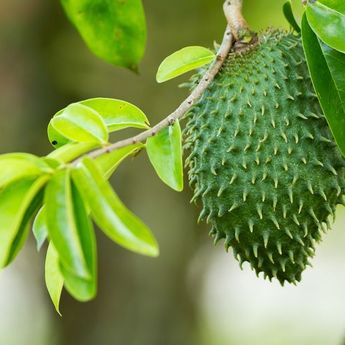 7 Khasiat Daun Sirsak, Untuk Redakan Gejala Asam Urat dan Diabetes  