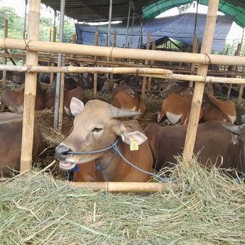 Ketahui sebelum Membelinya, Berikut Ini 3 Syarat Hewan Kurban 