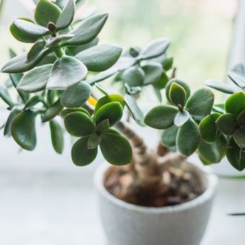 7 Tanaman yang Membawa Keberuntungan di Rumah Berdasarkan Feng Shui  