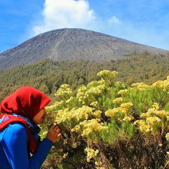 Apa Makna Bunga Edelweiss yang Identik dengan Bromo dan Cocok Diberikan Siapa?