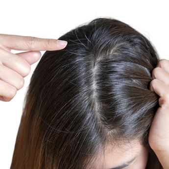 Daun Salam Penyebab Rambut Beruban Menjadi Hitam, Bisa Jadi Lebuh Muda