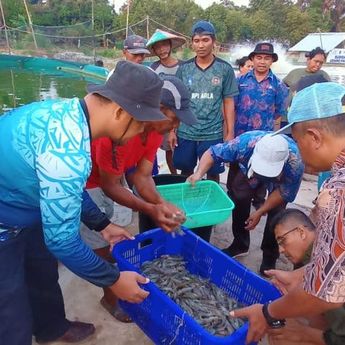 Desa Berdaya Tanjung Rusa Belitung Binaan TJSL PLN Babel, Panen Vaname