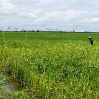 PDB Indonesia Tumbuh 4,94 Persen, BPS: Kontribusi Pertanian Signifikan