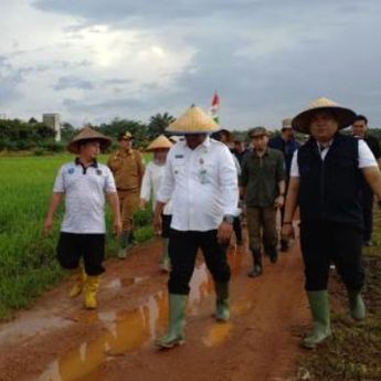 Pj Bupati Haris Hadiri Panen Perdana Padi di Desa Banyuasin