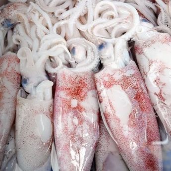  Berikut ini  Cara Menghilangkan Bau Amis Saat Memasak Cumi  