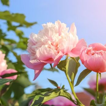 5 untuk Bunga Keberuntungan dan Kemakmuran Menurut Feng Shui  