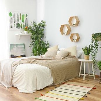 Pengaruh untuk Tanaman Hias di Kamar Tidur Menurut Feng Shui, Baik atau Buruk?  