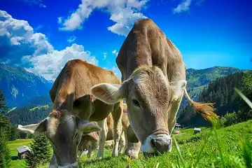 ilustrasi sapi