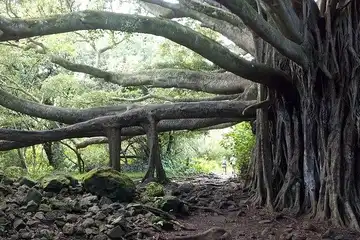 Pohon beringin