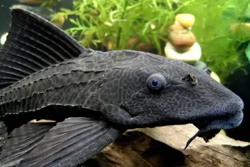 ilustrasi ikan sapu-sapu