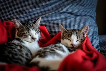 Ilustrasi kucing tidur