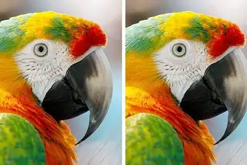 Tes Ketajaman Otak dan Kejelian Mata, Coba Cari Perbedaan Gambar Berikut, Kamu Bisa?