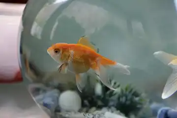Ikan dalam akuarium