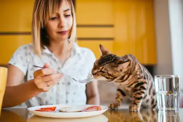 Illustrasi memberi makan kucing