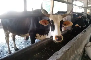 Rutin Diberi Obat Cacing, Kesehatan Sapi Ternak di Palembang Terjamin