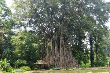 5 fakta pohon beringin